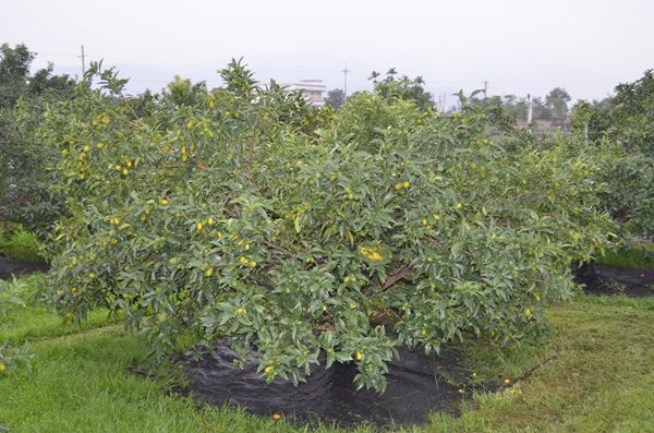 10月金棗果實已陸續轉色，10月下旬起便可以開始分批採收。