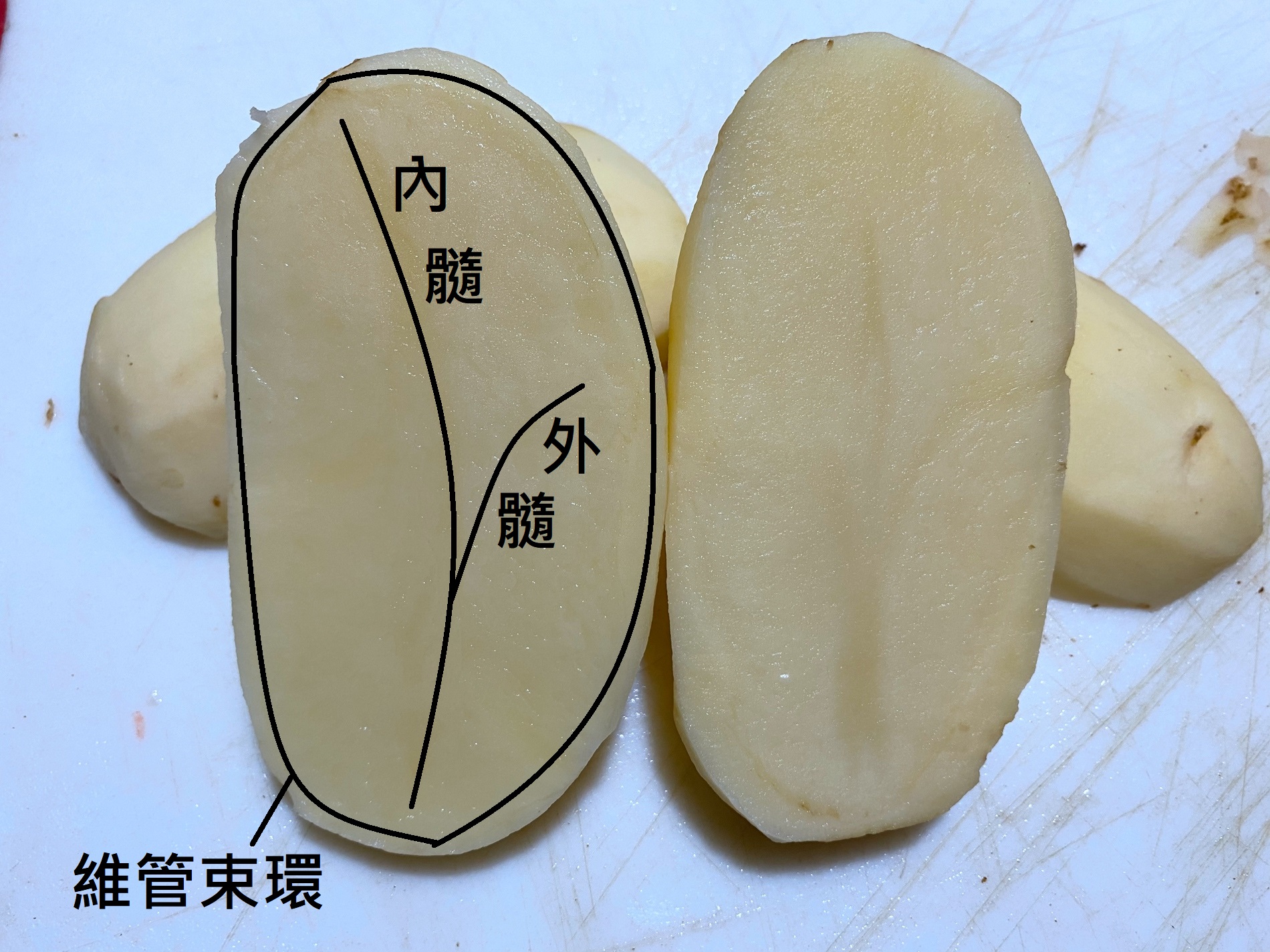 馬鈴薯的維管束環、外髓和內髓。