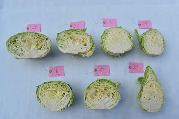 不同品種的高麗菜的縱切面，呈現不同葉球形狀。（照片來源：農委會臺南區農業改良場謝明憲研究員）