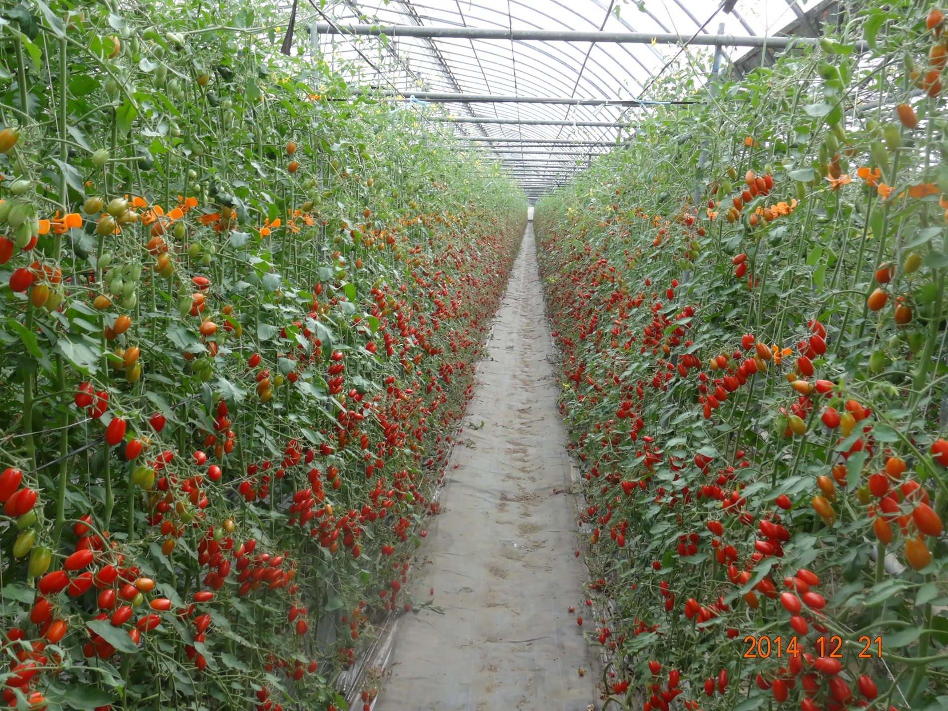 溫室番茄園（小番茄）（照片來源：農委會臺南區農業改良場）