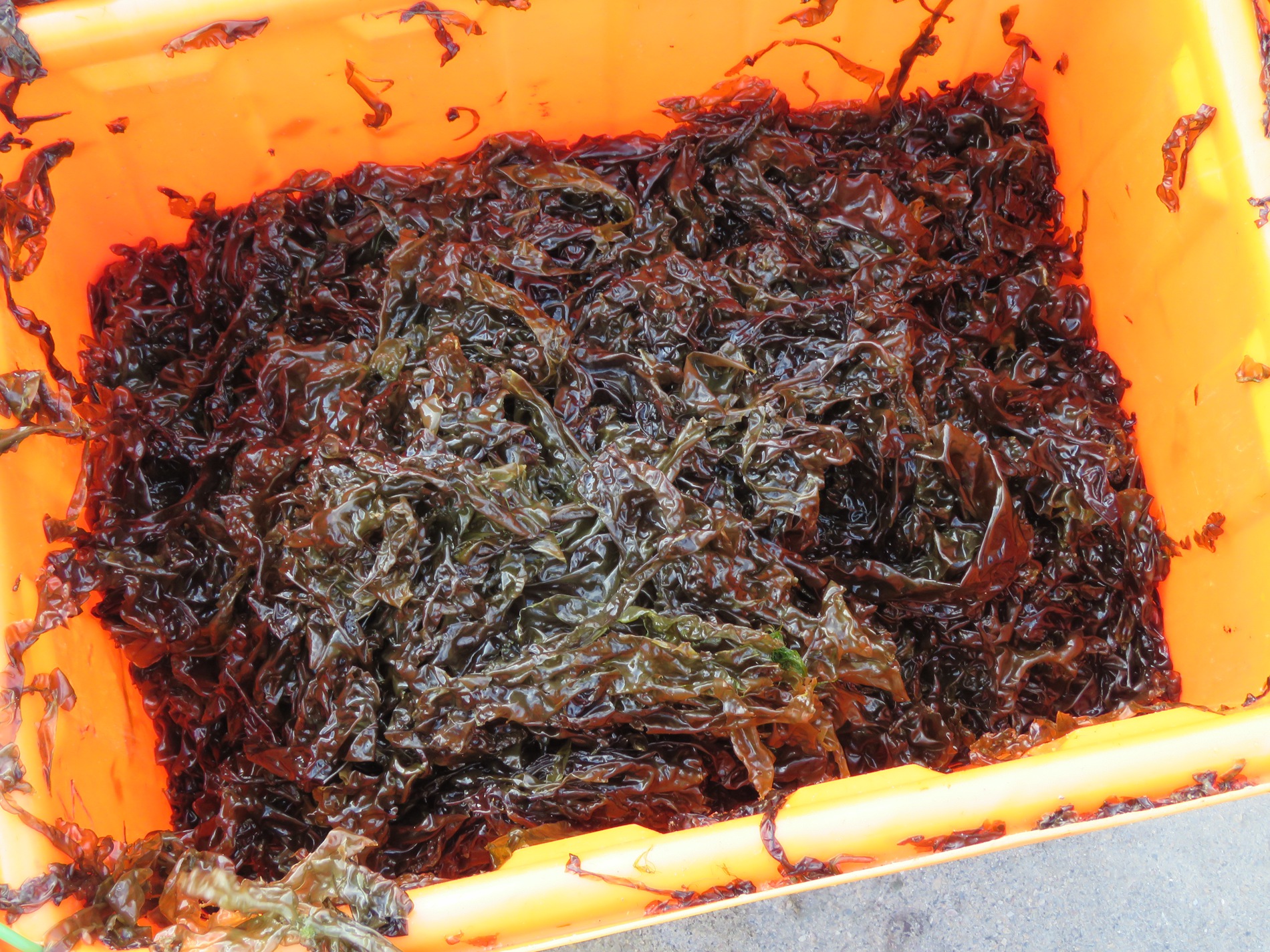 採下來的養殖紫菜（照片來源：澎湖海洋生物研究中心冼宜樂研究員）