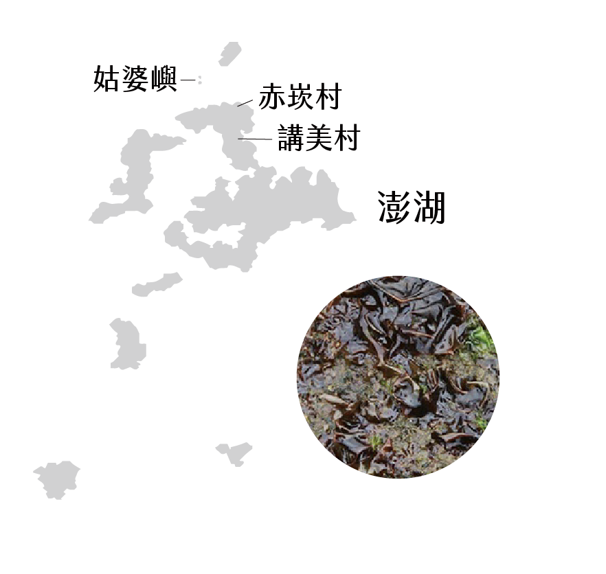 澎湖紫菜