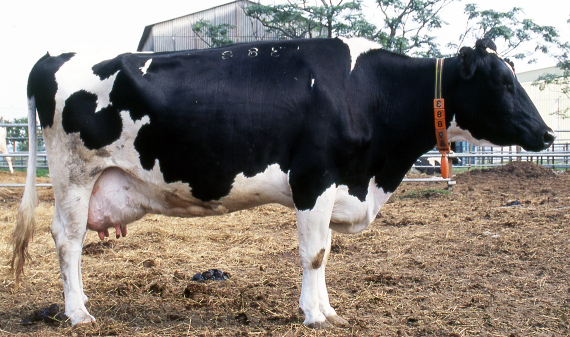 荷蘭牛