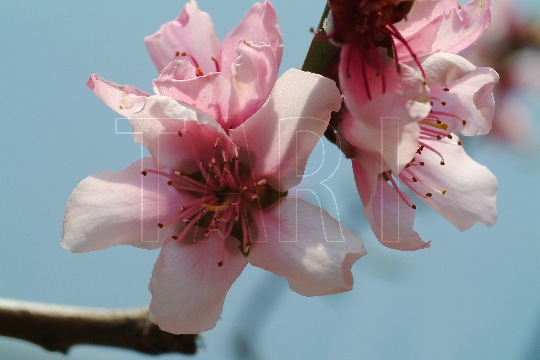 花(瀨戶內白桃) (照片來源：農業試驗所果樹種原標本數位化)
