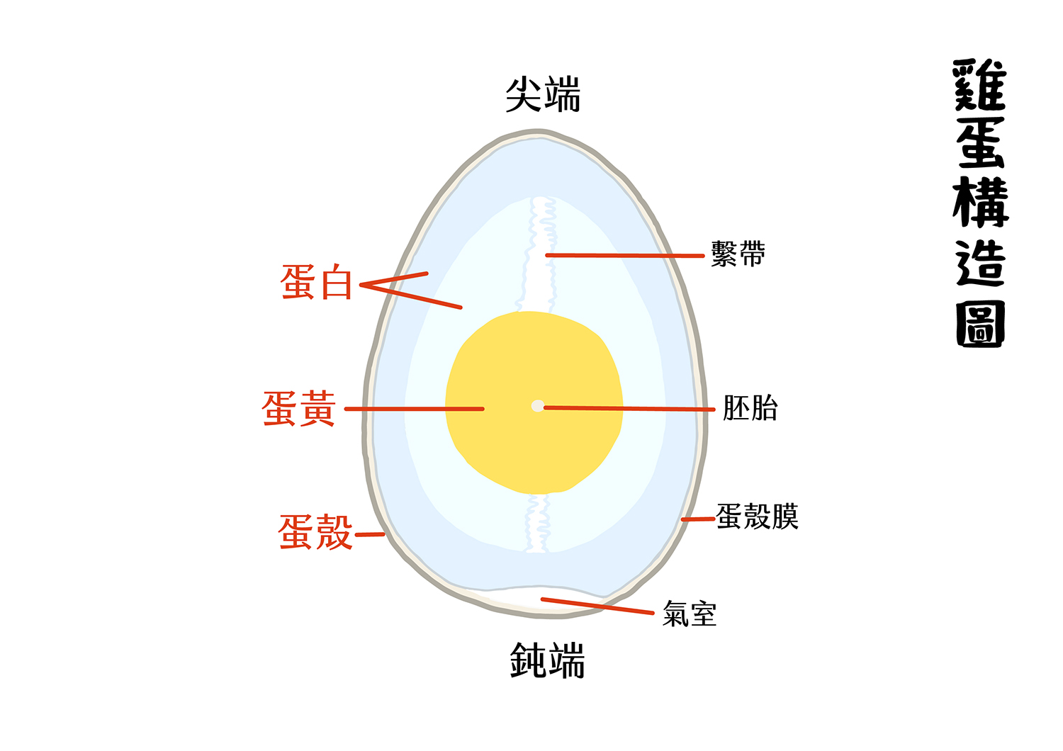 雞蛋構造圖