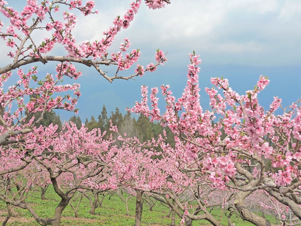 4月的福壽山農場 (照片來源：交通部觀光局參山國家風景區管理處)