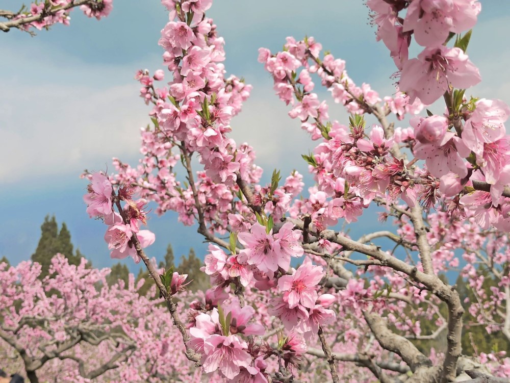 4月的福壽山農場 (照片來源：交通部觀光局參山國家風景區管理處)
