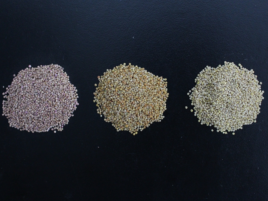 由左至右分別為紅色、橘紅色及橘黃色品系的脫殼籽實（照片來源：國產農漁畜教材）