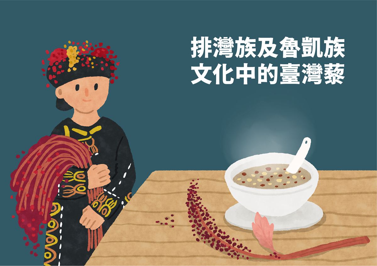 排灣族與魯凱族文化中的臺灣藜