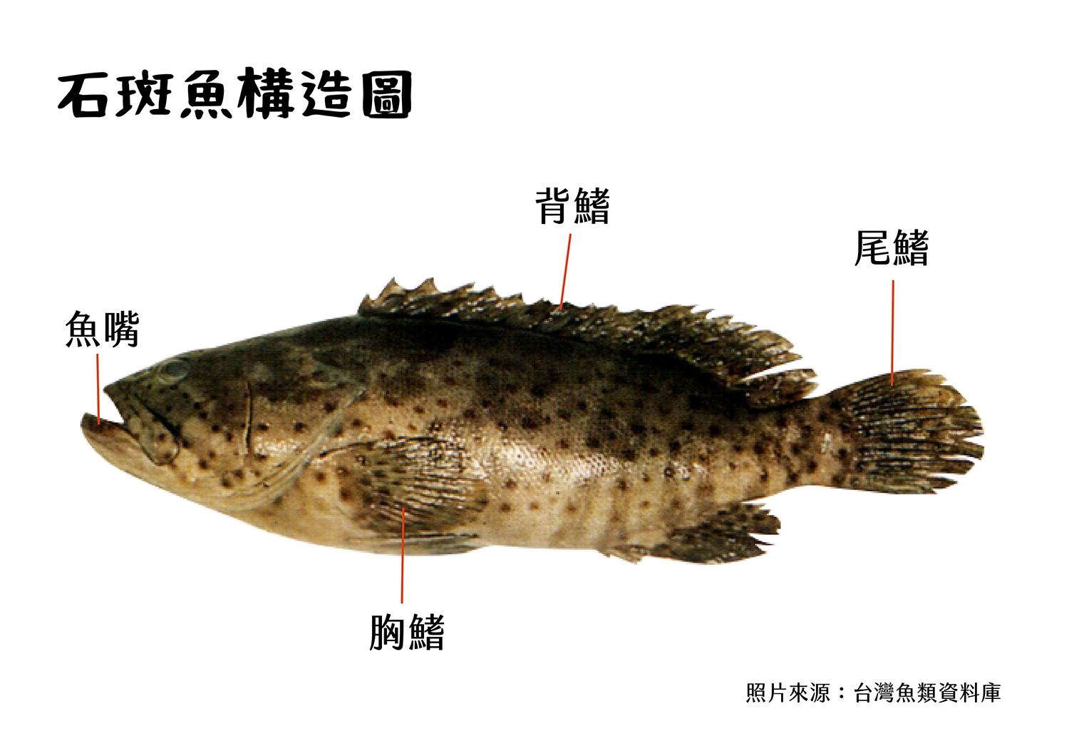 石斑魚構造圖