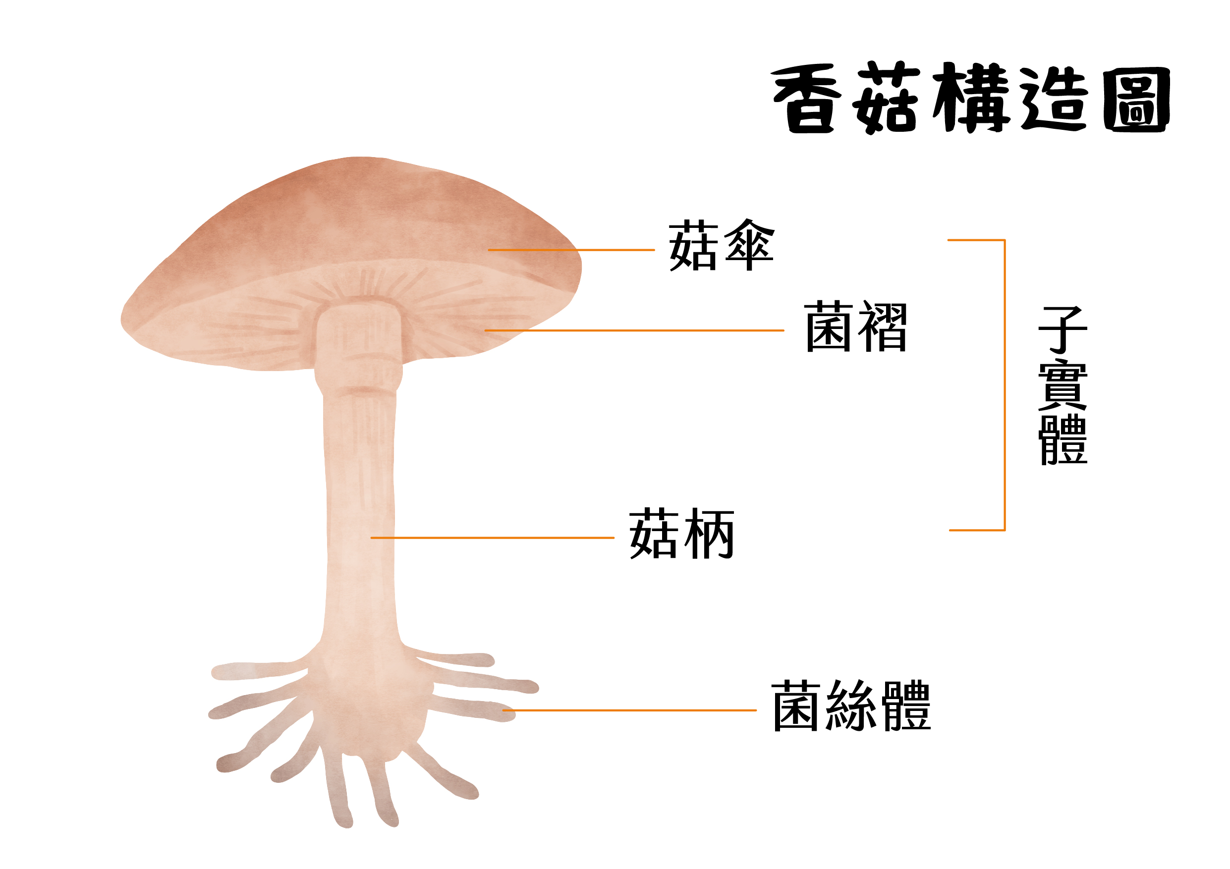 香菇構造圖