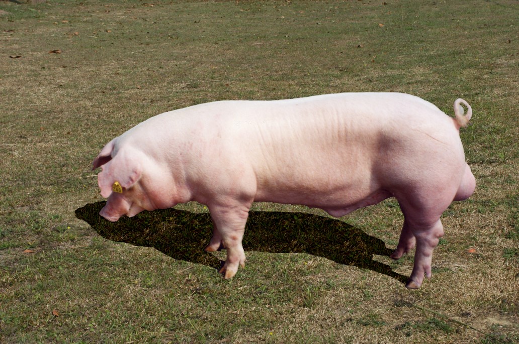 豬-藍瑞斯品種