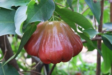 印尼大果種