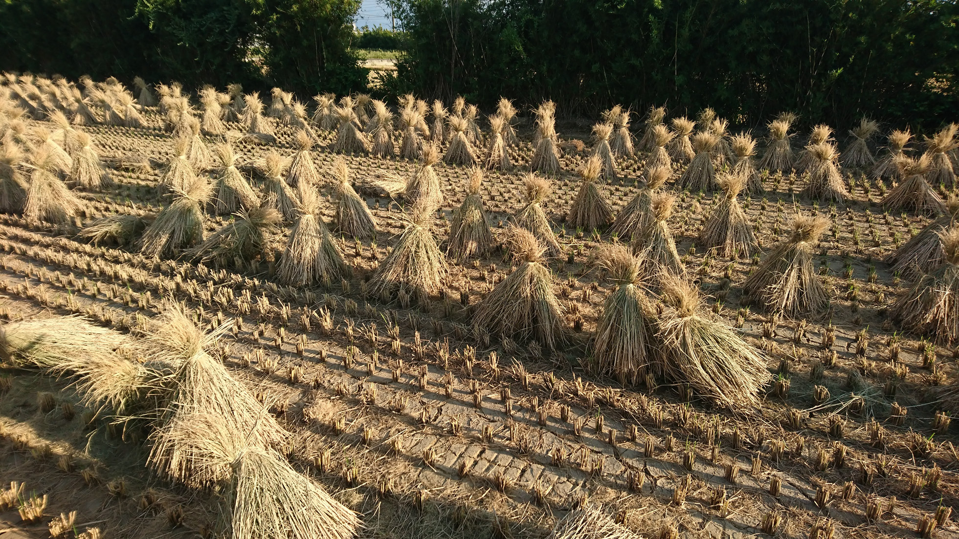 稻草捆束曬乾後可供作敷蓋材料來抑制雜草