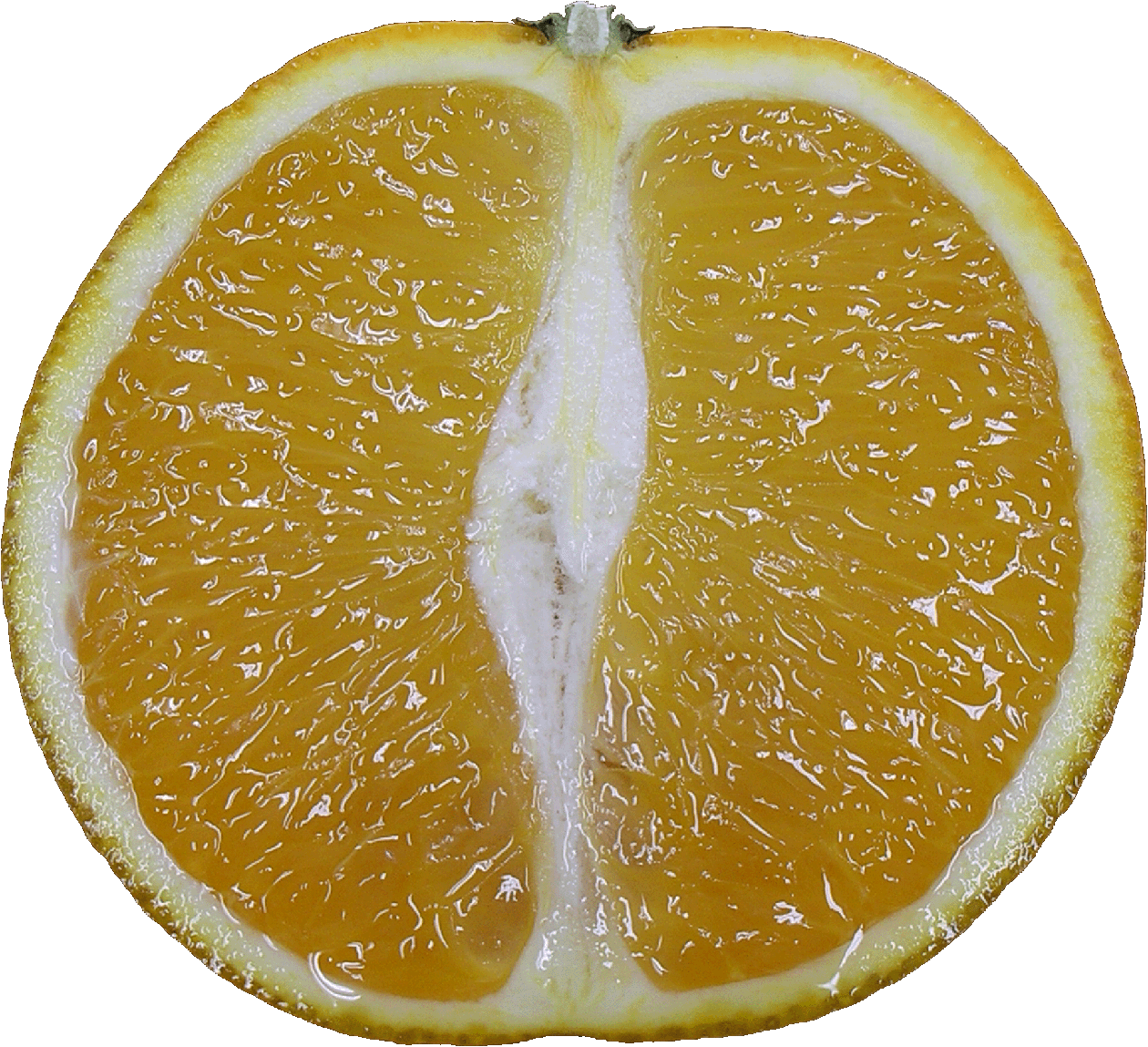 圖1.臺灣版的香吉士-臺東特色柑桔晚崙西亞橙（剖面圖）