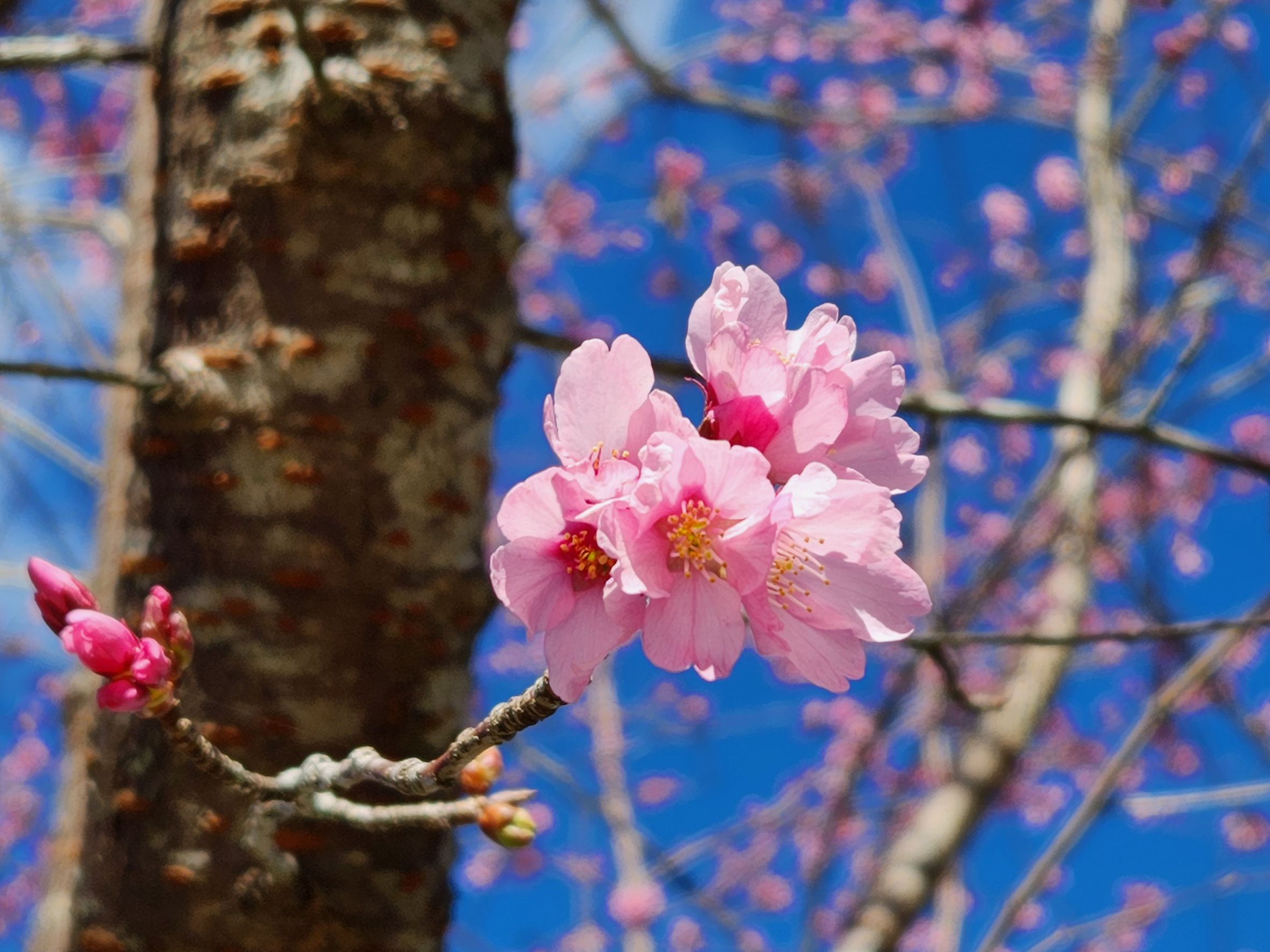 琉球山櫻花目前於阿里山工作站前、沼平公園盛開
