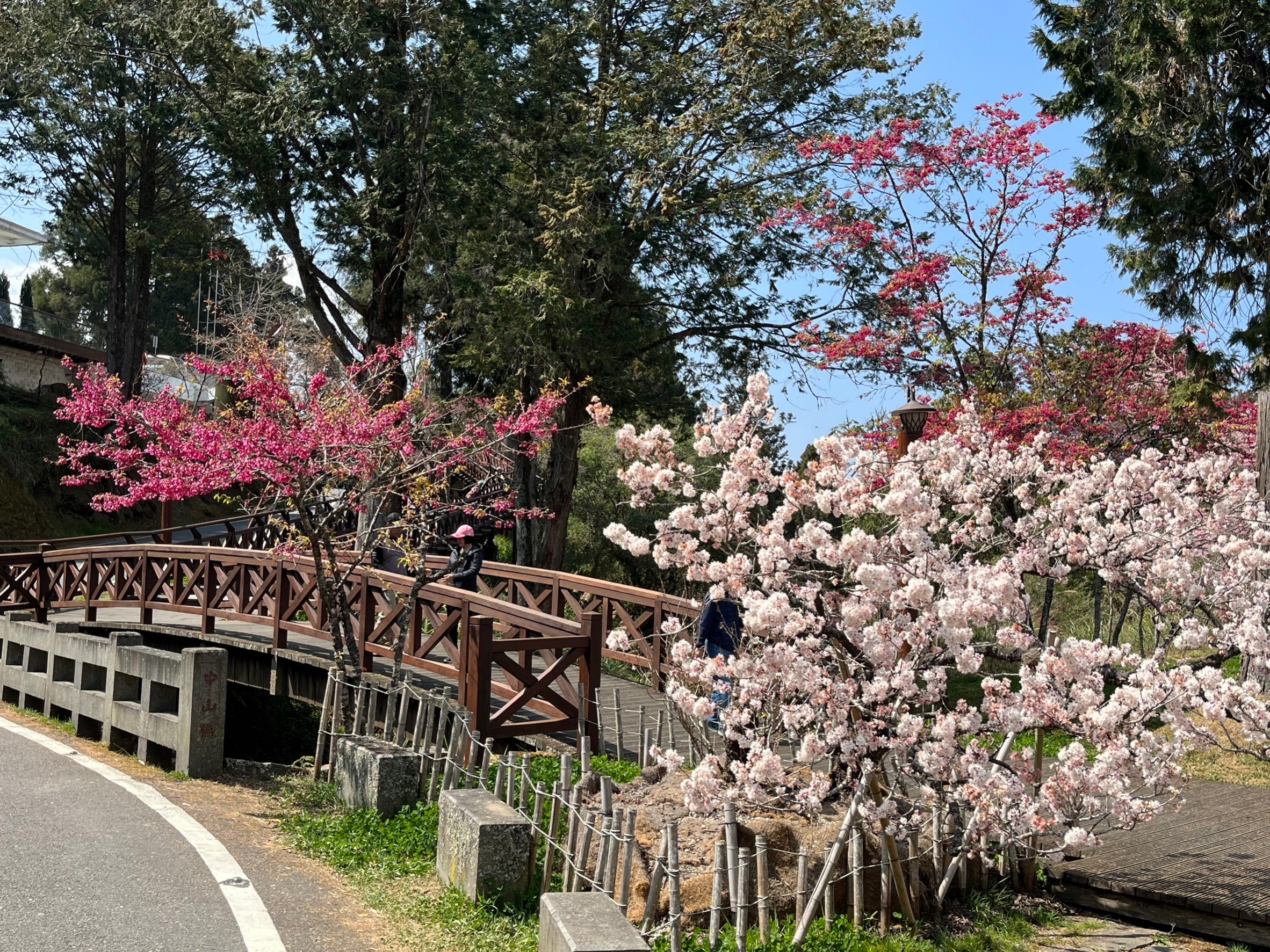 阿里山國家森林遊樂區內多種櫻花盛開中