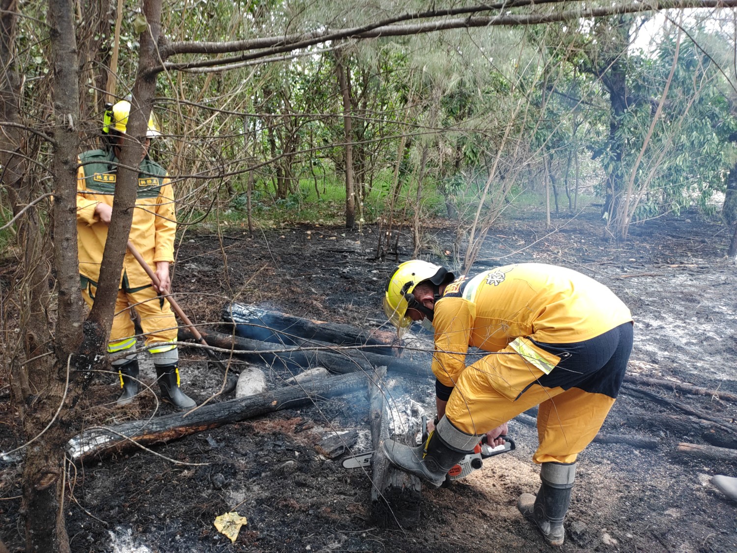 森林護管員鋸切悶燒林木，進行殘火處裡